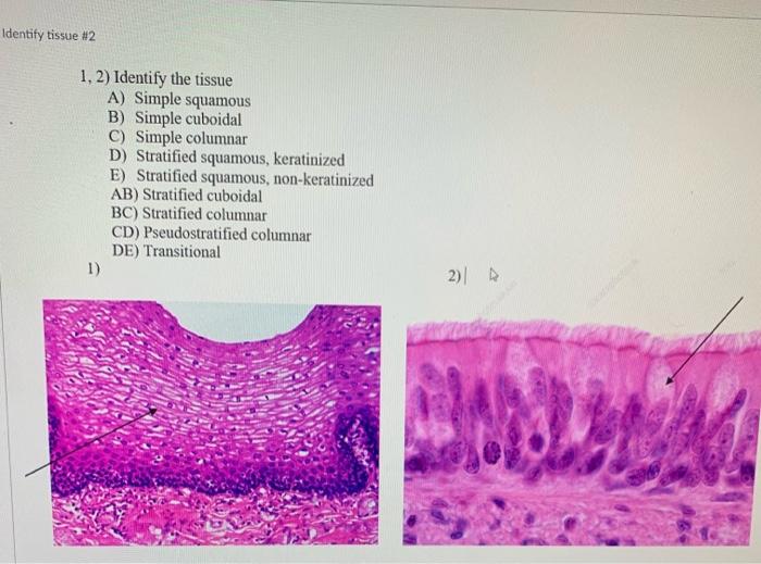 Solved ents Identify tissue #3 OA OB 3, 4) Identify the | Chegg.com