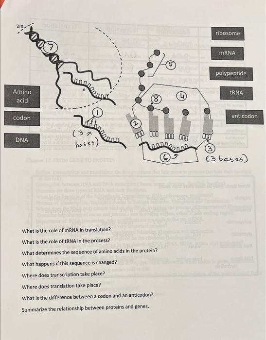 Solved What Is The Role Of Mrna In Translation What Is The Chegg Com