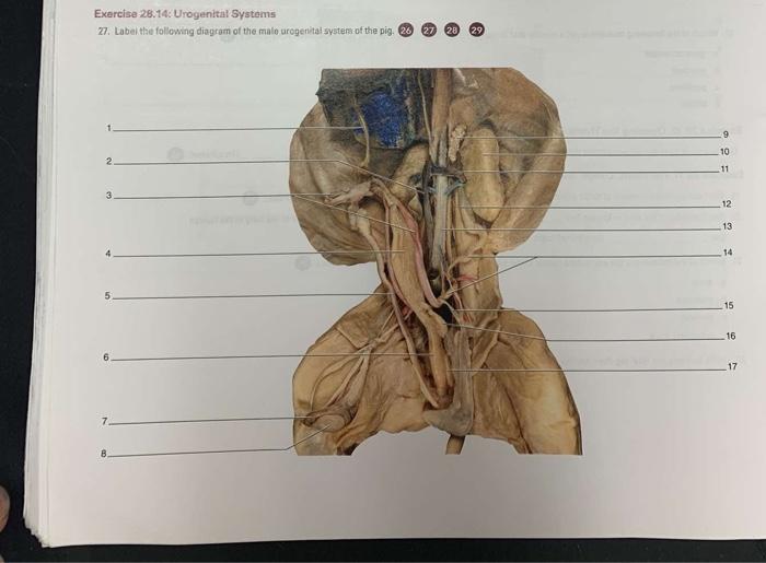 Solved Exercise 28.14: Urogenital Systems 27. Label the | Chegg.com