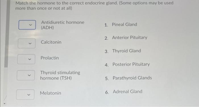Solved Match the hormone to the correct endocrine gland. | Chegg.com