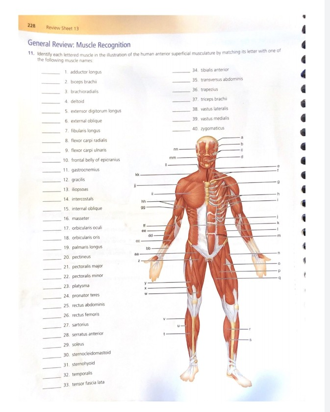 Solved 228 Review Sheet 13 General Review Muscle Recogni Chegg Com