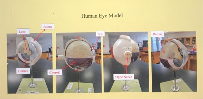 eye model labeled