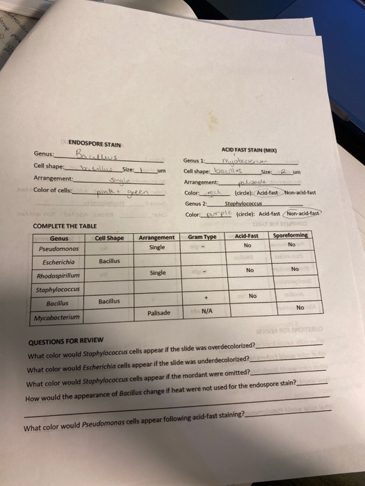 Solved And Hand ENDOSPORE STAIN Genus: Bacullus Cell Shape | Chegg.com