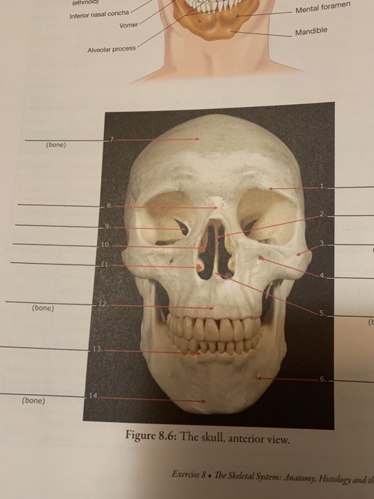 alveolar ridge skull
