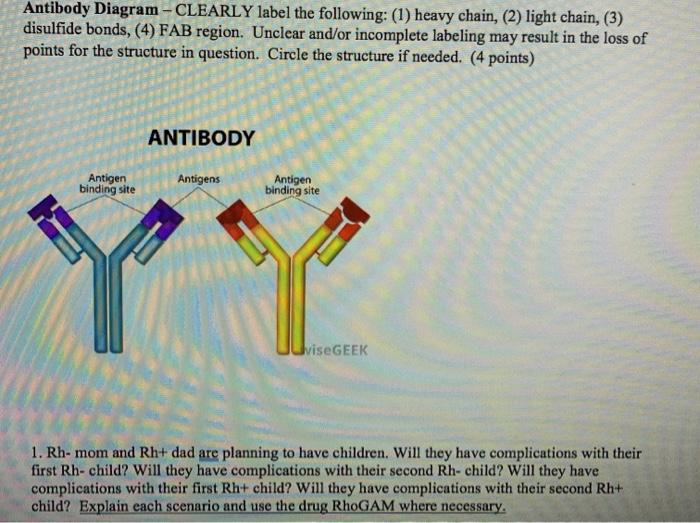 Solved Antibody Diagram CLEARLY label the following (1)