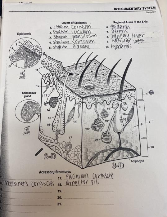 Solved INTEGUMENTARY SYSTEM Overview Epidermis Layers of | Chegg.com