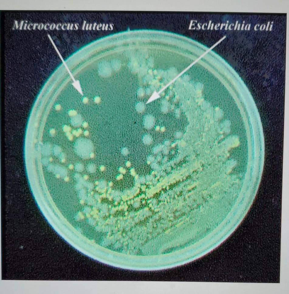 Solved PART A: Isolation of Discrete Colonies from a Mixed | Chegg.com