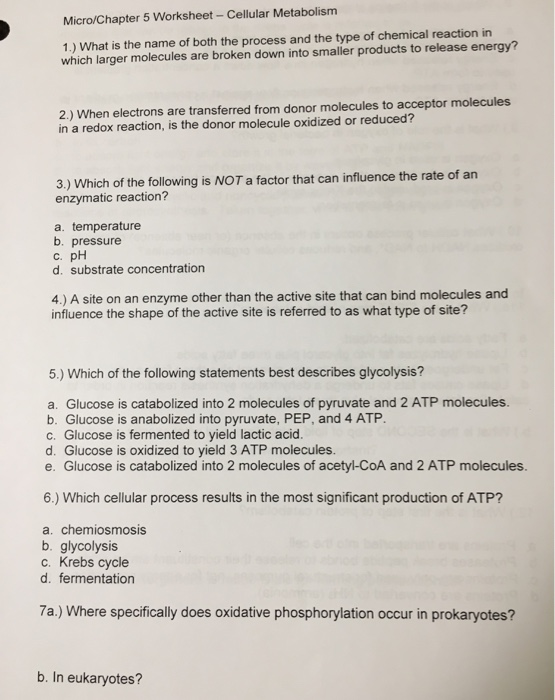 Solved Micro/Chapter 5 Worksheet - Cellular Metabolism 1.) | Chegg.com