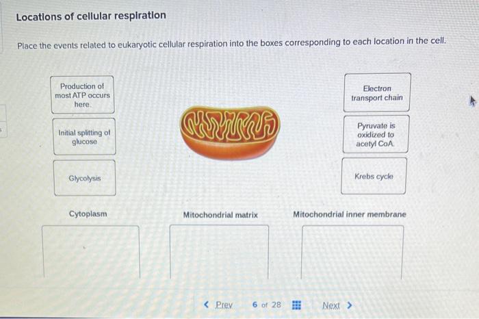 Solved Locations of cellular respiration Place the events | Chegg.com