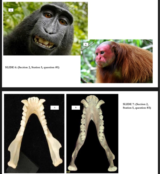 solved-station-5-is-it-a-platyrrhine-or-a-catarrhine-two-chegg