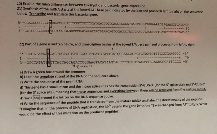 Solved 20) Explain the main differences between eukaryotic | Chegg.com