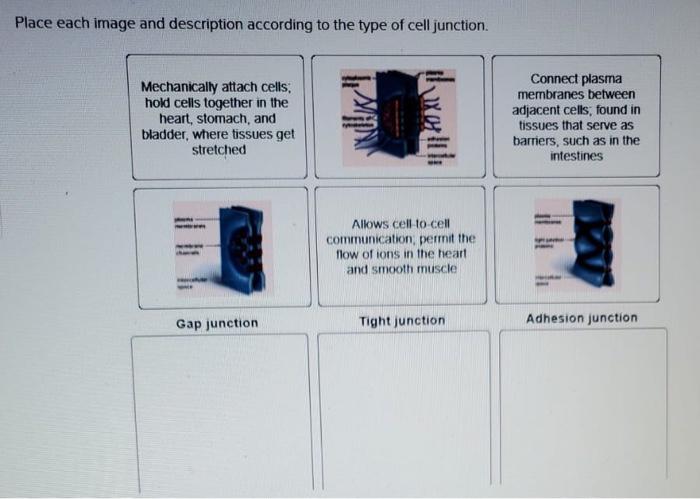 Solved Place each image and description according to the | Chegg.com