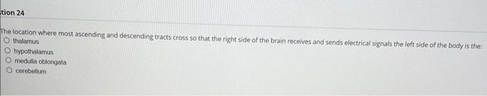 Solved Which of the following brain structures consists of | Chegg.com