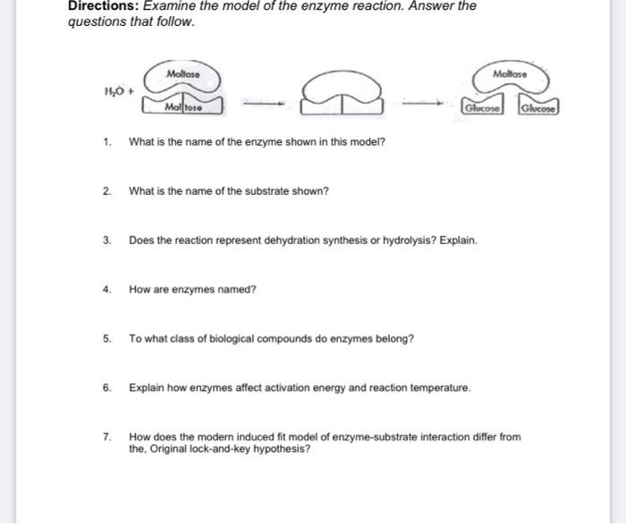 Solved Directions: Examine the model of the enzyme reaction. | Chegg.com
