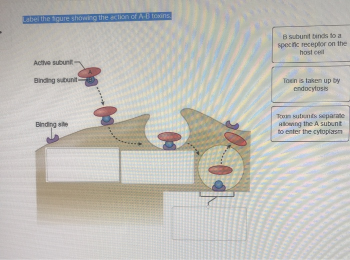 Solved Label The Figure Showing The Action Of A-B Toxins. B | Chegg.com