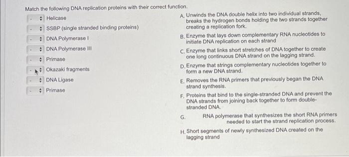 solved-match-the-following-dna-replication-proteins-with-chegg