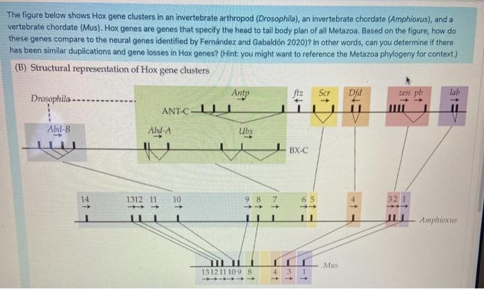 Solved The figure below shows Hox gene clusters in an | Chegg.com