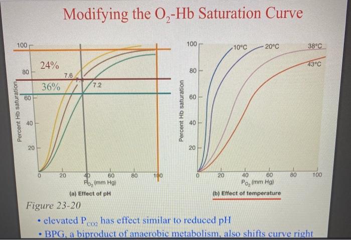 Solved Refer to the Hb O2 saturation graph showing effects | Chegg.com