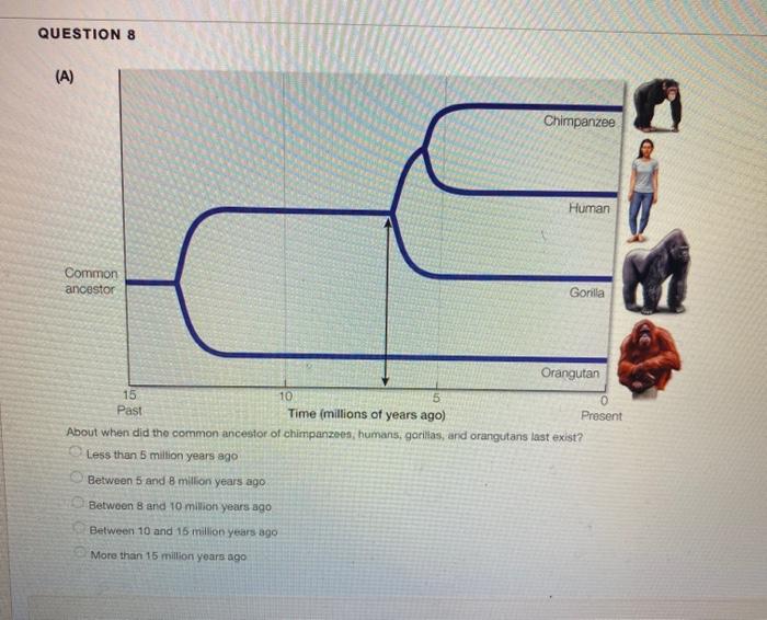 Solved QUESTION 8 (A) Chimpanzee Human Common ancestor | Chegg.com
