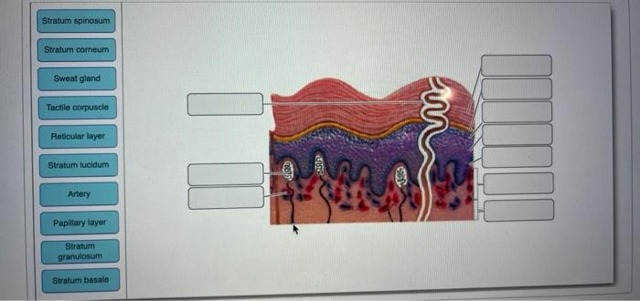 Solved Eponychium Nail body Hyponychium Root Free edge Nail | Chegg.com