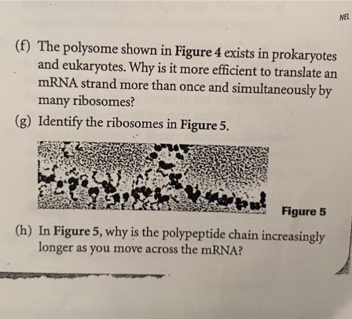 Solved NEL (f) The polysome shown in Figure 4 exists in | Chegg.com