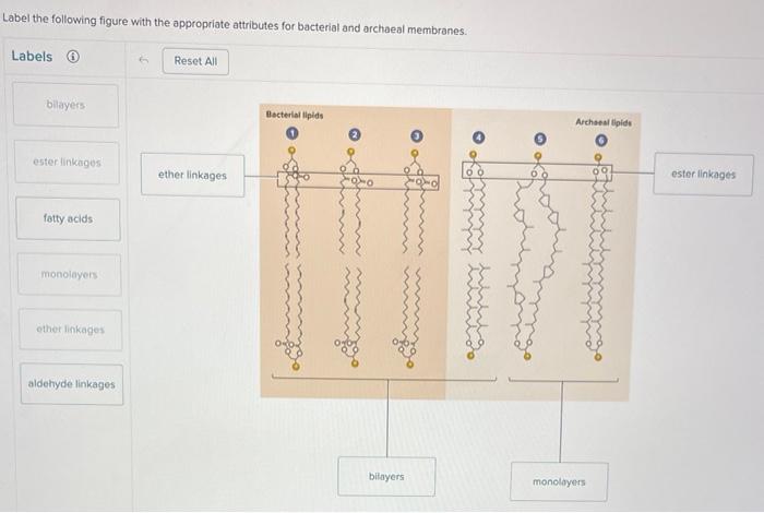 Label the following figure with the appropriate attributes for bacterial and archaeal membranes.