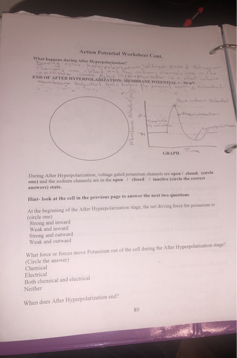 Solved Action Potential Worksheet Cont. What happens during | Chegg.com solved-action-potential-worksheet-cont-what-happens-during-chegg-com