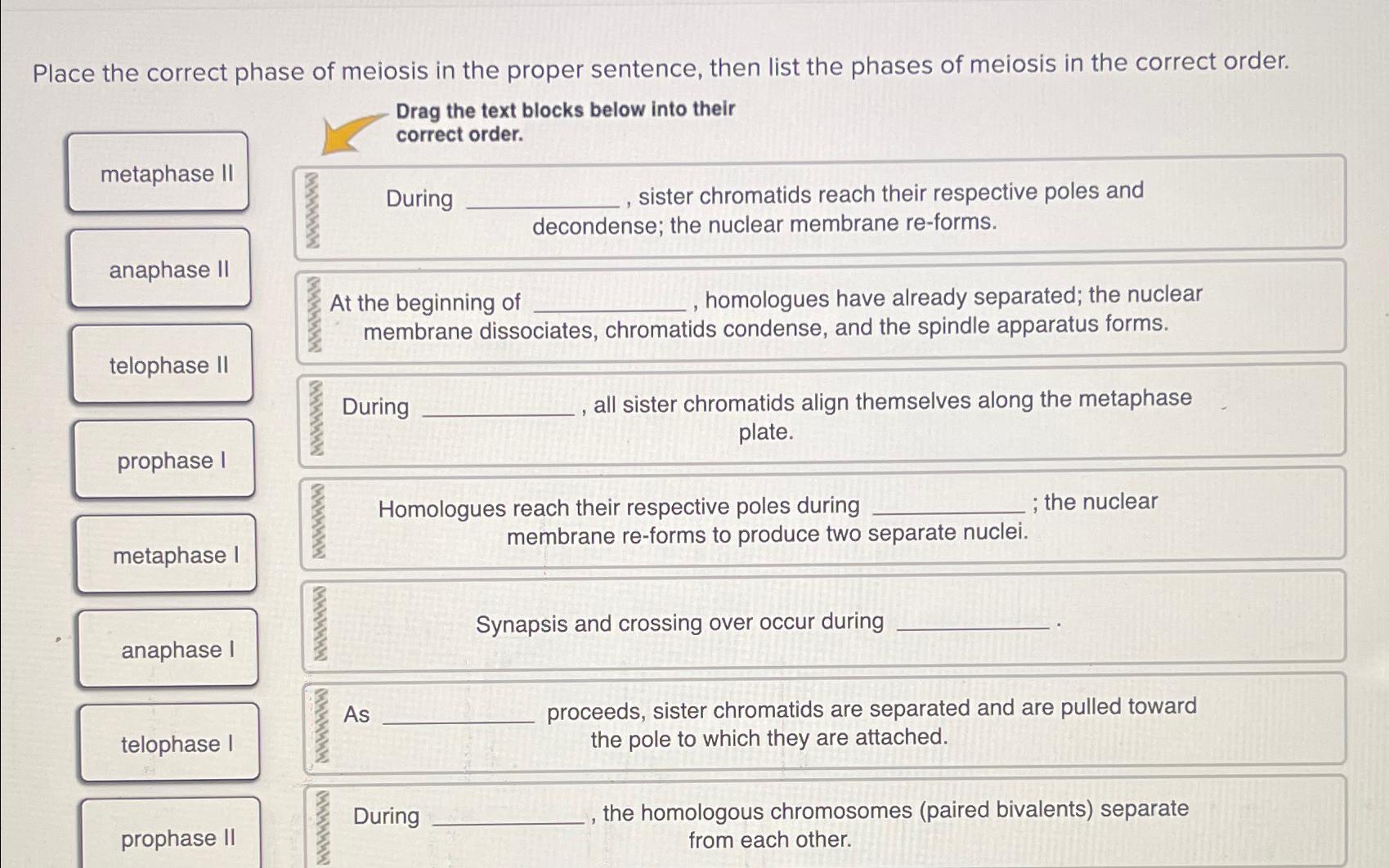 Solved Place the correct phase of meiosis in the proper | Chegg.com