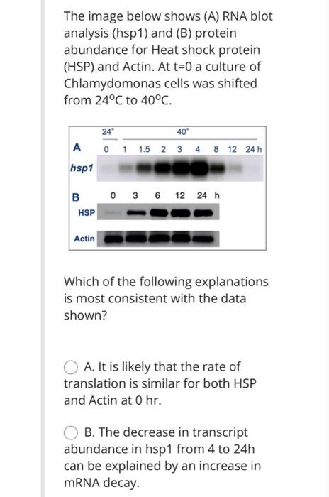 The image below shows (A) RNA blot analysis (hsp1) and (B) protein abundance for Heat shock protein (HSP) and Actin. At \( t=