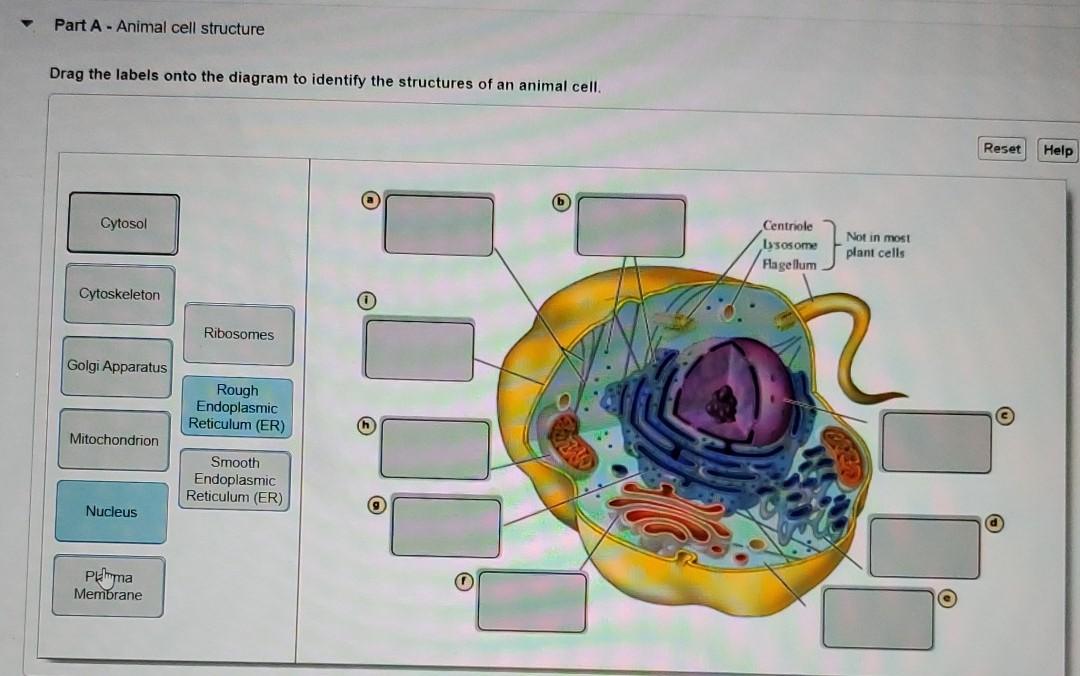 cytosol animal cell