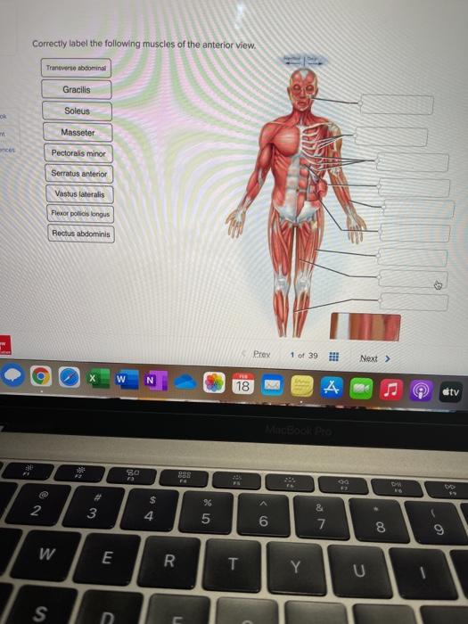 Solved Correctly Label The Following Muscles Of The Anterior