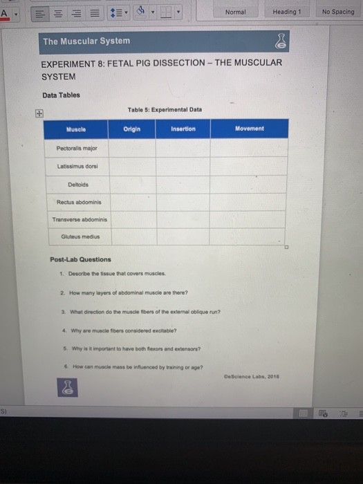Solved: Normal No Spacing Heading 1 A The Muscular System | Chegg.com
