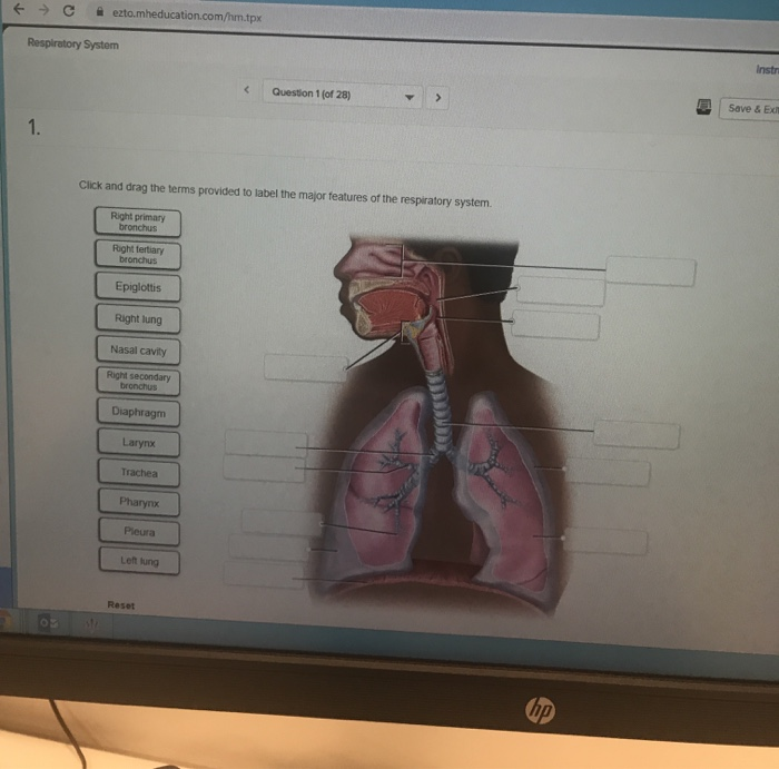 Solved: O Respiratory System A Ezto.mheducation.com/hm.tpx... | Chegg.com