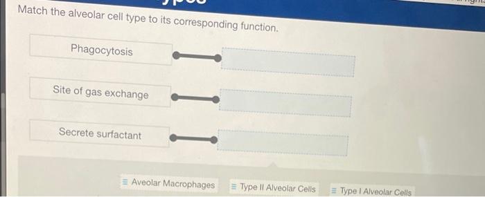 Solved Match the alveolar cell type to its corresponding | Chegg.com