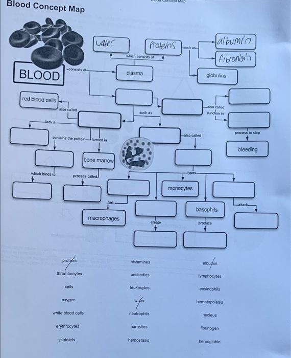 Solved WD Blood Concept Map Iwater Proteins Auch As Albumin Chegg Com   Image