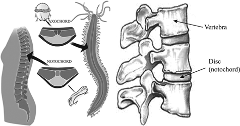 Definition of The Notochord: Ancient Forerunner Of The Vertebral Column |  