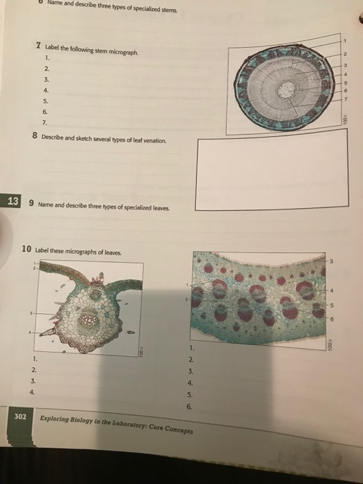 Solved Name and describe three types of specialized stems. 7