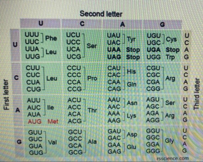 Solved Асс UUG AGA UUA AGG AGU GCA CGA CCA UCA ACA GUA GCC