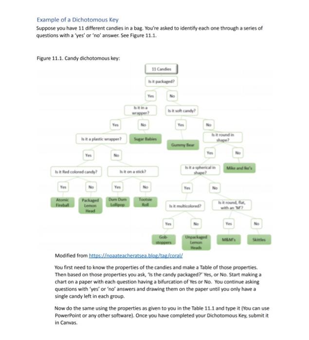 Solved Lab Exercise 11 Making A Dichotomous Key With