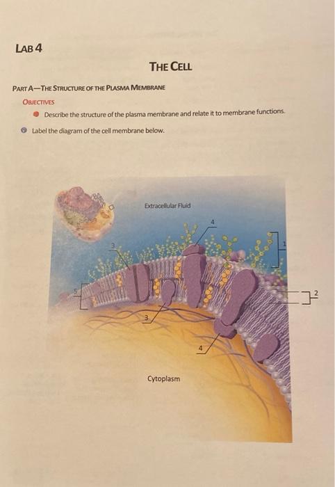 Solved LAB 4 THE CELL PARTA-THE STRUCTURE OF THE PLASMA | Chegg.com