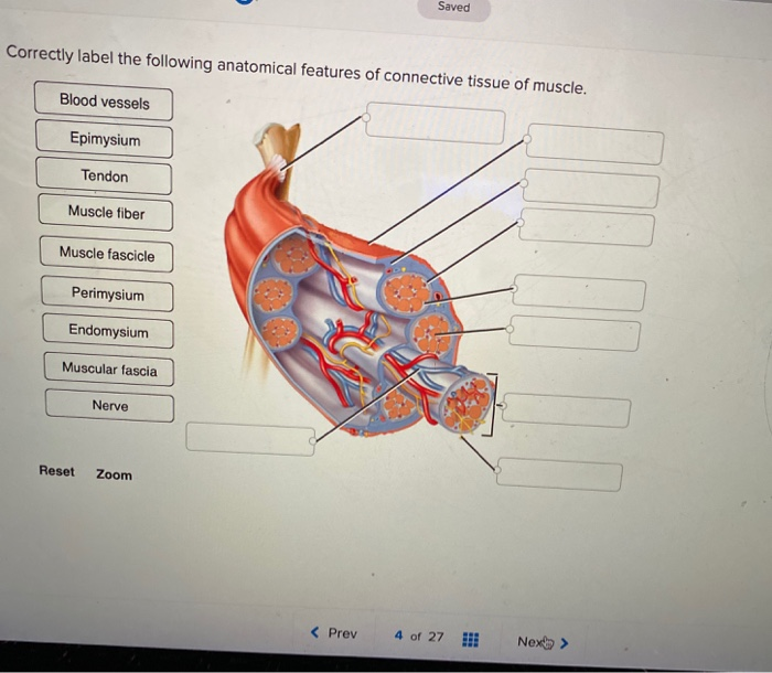 Solved Saved Correctly Label The Following Anatomical Chegg Com