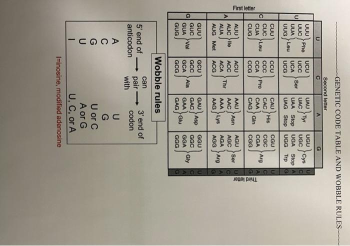 Solved 1. How have bacteria solved the "end replication | Chegg.com