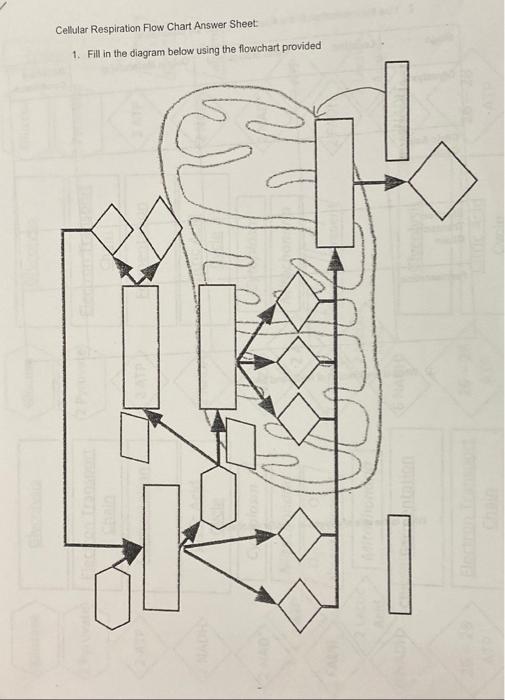 Solved Cellular Respiration Flow Chart Answer Sheet 1. Fill