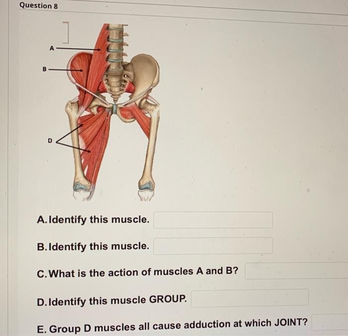 Solved Question 8 A B D A. Identify This Muscle. B. Identify | Chegg.com