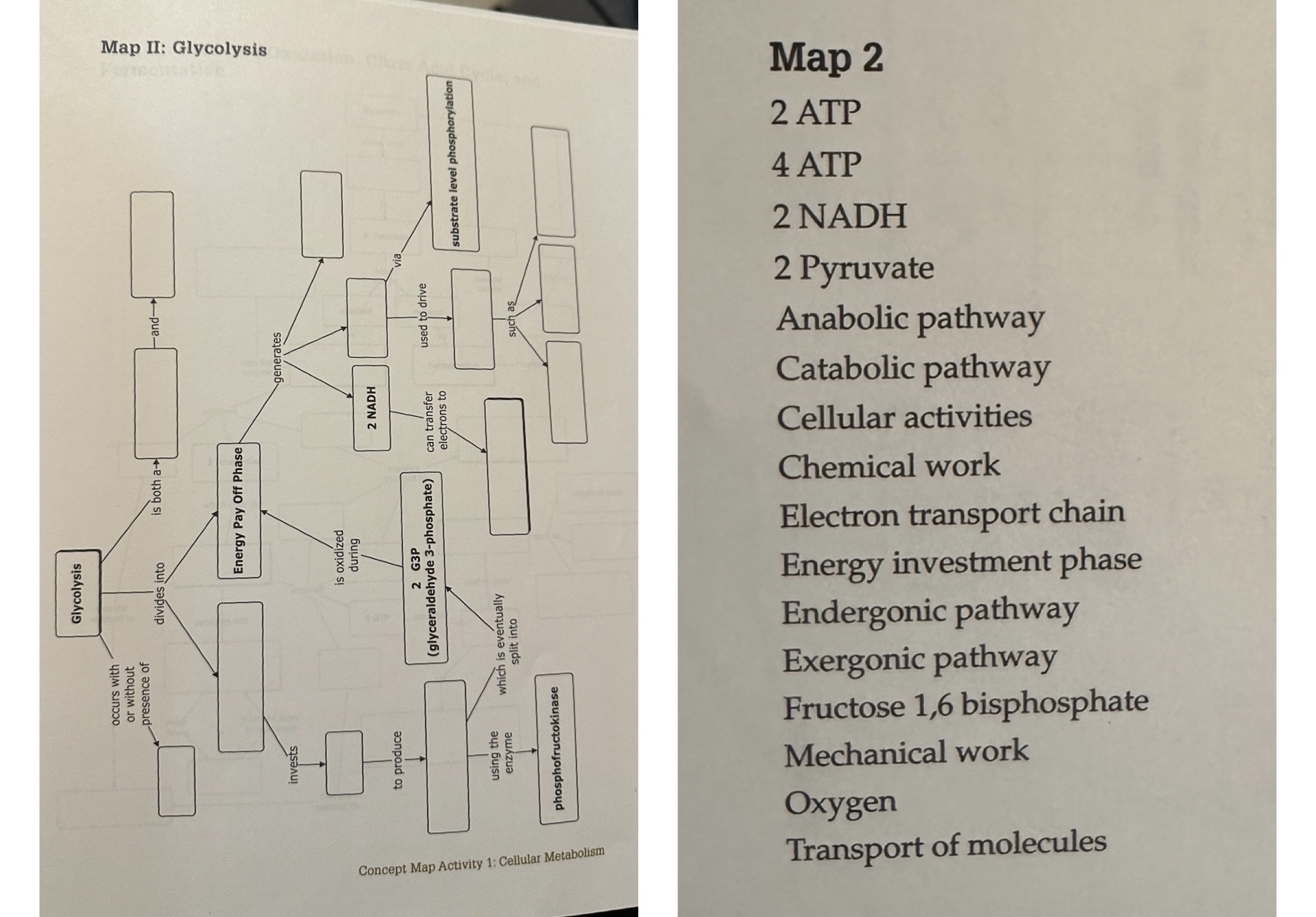Solved Map 22 ﻿ATP4 ﻿ATP2 ﻿NADH2 ﻿PyruvateAnabolic | Chegg.com