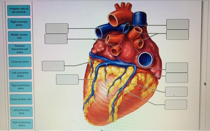 Solved Posterior vein of left ventricle Right coronary stery | Chegg.com