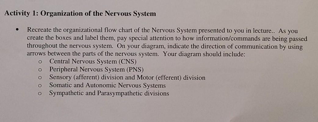 Solved Activity 1: Organization of the Nervous System | Chegg.com