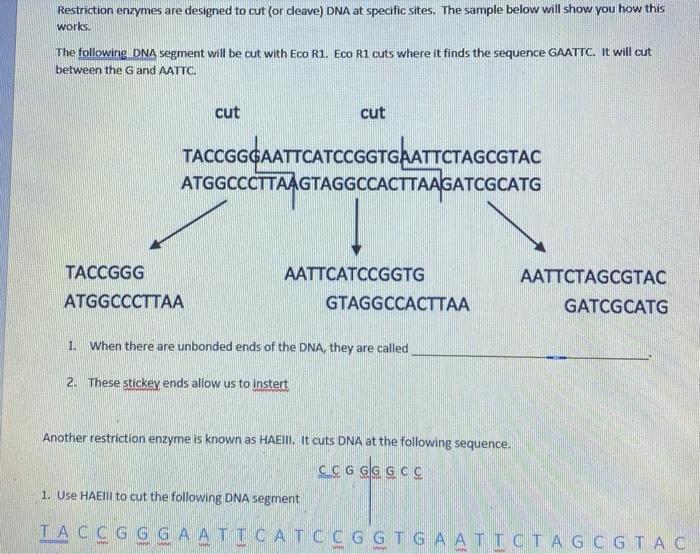 Solved Restriction enzymes are designed to cut (or deave) | Chegg.com