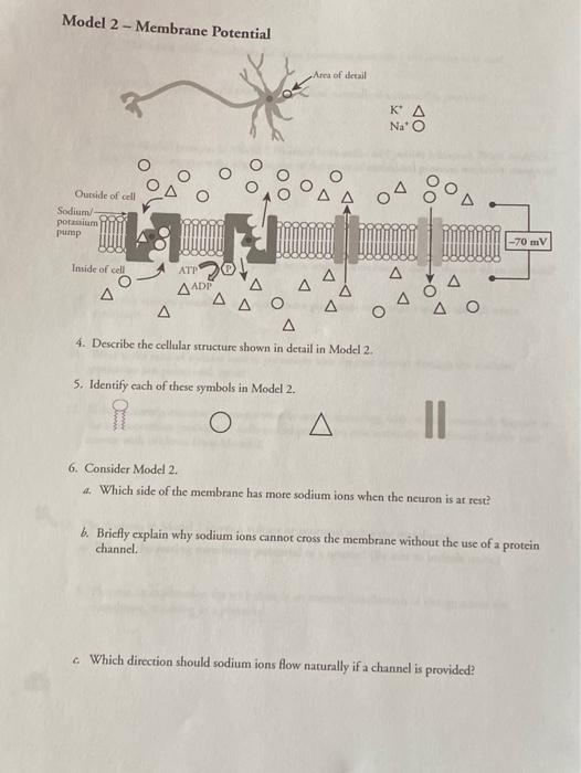 Solved Model 2 - Membrane Potential Area of detail Κ' Δ Na O | Chegg.com