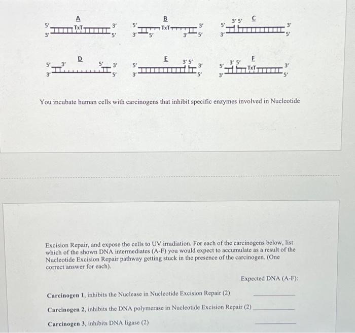 Solved 8a) On the RNA shown below, clearly label the 5' and | Chegg.com